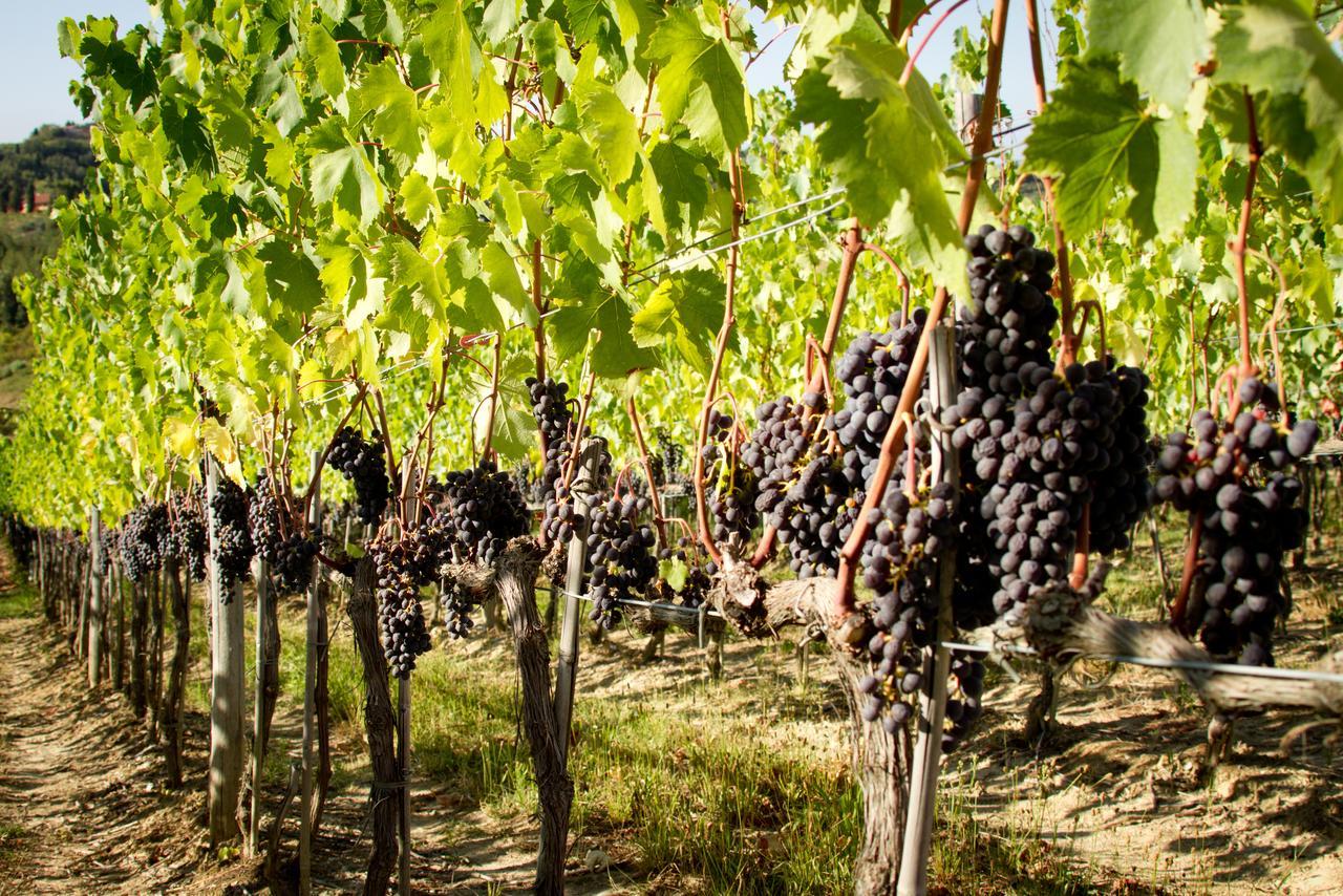 Fattoria Fibbiano Villa Terricciola Bilik gambar